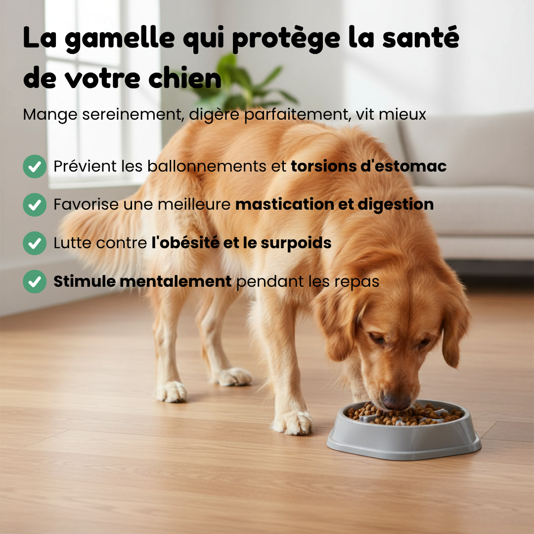 Gamelle Anti-Glouton pour Chien