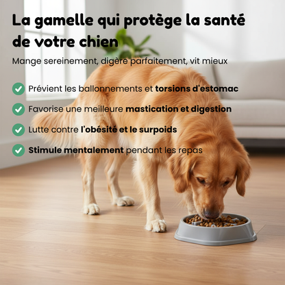 Gamelle Anti-Glouton pour Chien
