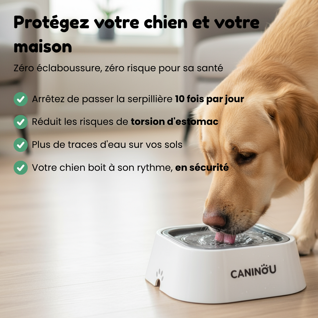 Gamelle d'eau anti-débordement pour chien