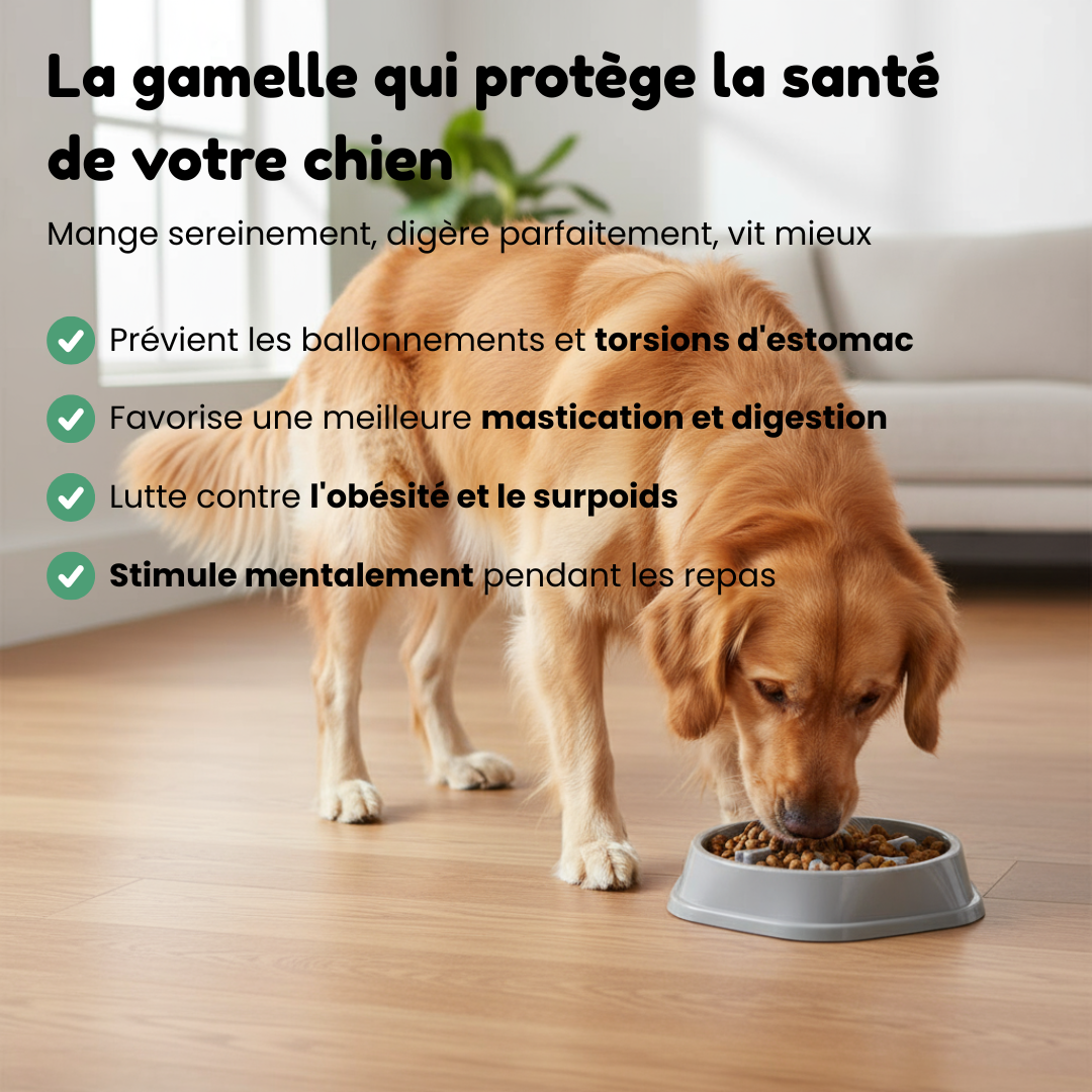 Pack Essentiel Caninou